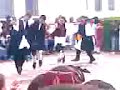 Treambura pamporea Palazu Mare