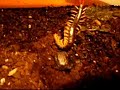 Scolopendra mutilans juvenil eating naupoheta