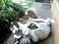 Harlen & Lola (Siberian Huskies)