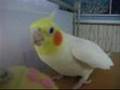 オカメインコきぃちゃんのおしゃべり