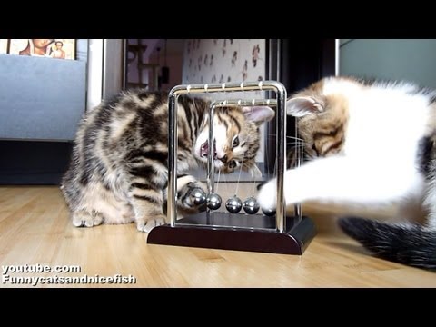 Kittensyoutube on Kittens Leren Natuurkunde   Snuffelknuffel