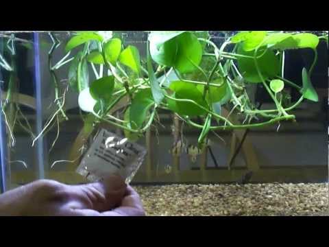 how to fertilize indoor plants naturally