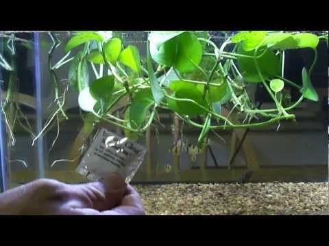 how to fertilize house plants