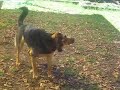 german shepherd x doberman playing water