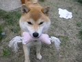 母の日のチェリー YouTube
