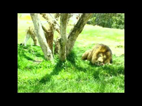 Lions eat live! -- Do not watch if you do not have DARE