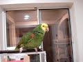 Poncho talking!