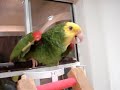 Poncho talking!