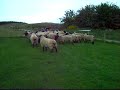 Drinkstone Suffolks (Video shot by S. Krebeck)