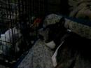 foster kittens and Boxer