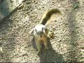 SQUIRREL DANCE