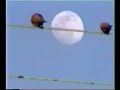 Mourning Doves Flanking the Moon