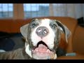 dog life   amstaff   pit bull 