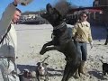 dog life   amstaff   pit bull 