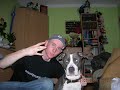 dog life   amstaff   pit bull 