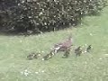 Mother Duck and her babies