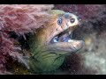 Hunter Scuba Diving Still Pictures