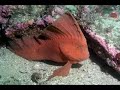 Hunter Scuba Diving Still Pictures