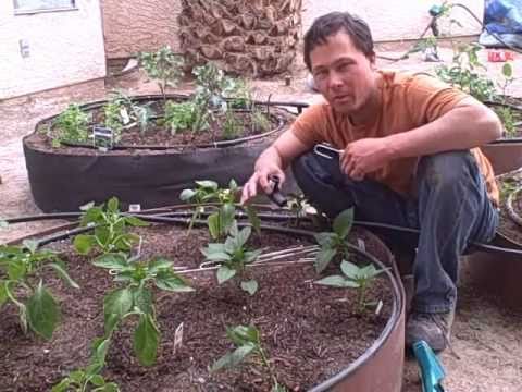how to make a vegetable patch