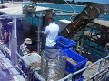 mussel farming portarlington.avi