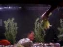 Killer Fish Killer Fish