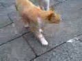 のら猫