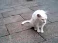 のら猫