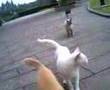 のら猫