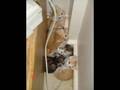 videos de Cute Animals