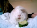 My Guinea Pig, Popcorn, eating Cucumber :) (Fruit Machine - The Ting Tings)