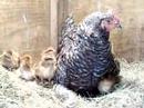 Welsummer Chicks