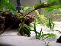 Guppies and Shrimp 1 Guppies and Shrimp 1