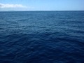 manta rays off menorca 2010