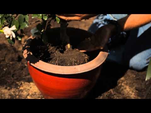 how to replant gardenia