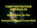 Vampire Squid From Hell