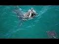 Diario di Bordo X^ Spedizione Squalo bianco SudAfrica: le prime spettacolari immagini da Gansbaai