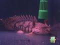 polypterus