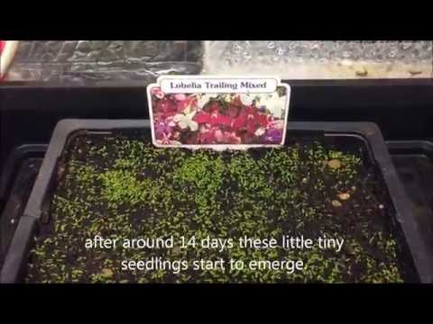 how to transplant lobelia