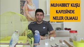 Muhabbet Kuşu Kafesinde Neler Olmalı  Kafes Düz