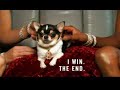 Eukanuba Dog show Commercial Eukanuba Dog show Commercial