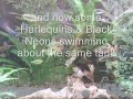Bristlenose Babies, Harlequins & Black Neons