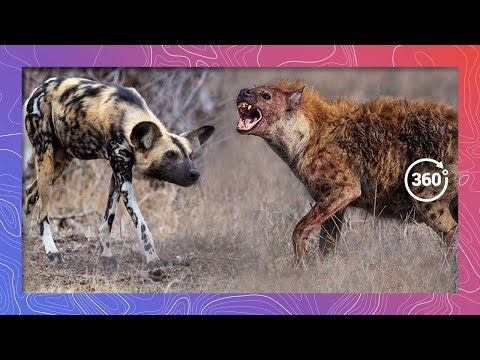 Wild Dog and Hyena Confrontation | Wildlife in 360 VR - YouTube