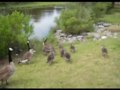 The Geese Are Back In Town