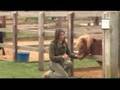 BBC Breakfast visit to highlight ILPH Horse Loan Scheme