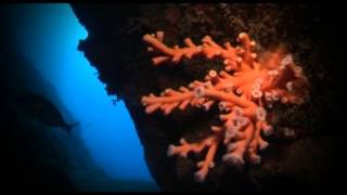 Documental ganador del I Campeonato Mundial de Video Subamarino 2010