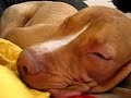 Pit Bull Snoring - Daylight