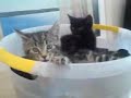Kitten Diaries: 10 weeks old Kitten Diaries: 10 weeks old