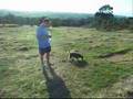 Schnauzer Miniatura video