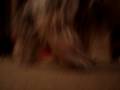 videos de Woof