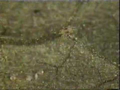 how to control two spotted mite